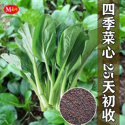 广东四季播阳台盆栽农家甜菜心