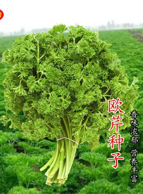 沙拉香芹种子欧芹法国香菜西餐