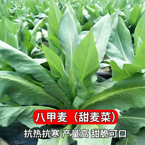 八甲唛甜麦菜种子苗秧麦菜苗种籽苦麦菜种籽春秋季四季蔬菜种孑籽 - 封面