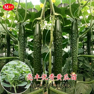 黄瓜苗种子高产青瓜秧苗种孑四季阳台盆栽苗春季黄瓜籽蔬菜种苗秧