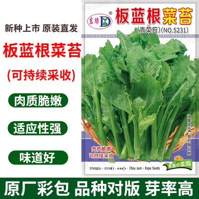 板蓝根菜苔种子青菜苔种籽农家盆栽小青菜秋季蔬菜种孑种籽子菜籽