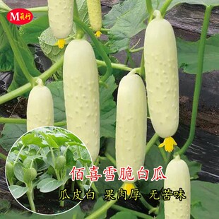 白玉黄瓜种子水果浏阳白黄瓜秧苗阳台盆栽春秋黄瓜种籽水果黄瓜苗