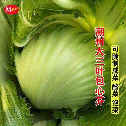 种子潮州三叶包心咸菜酸菜南方