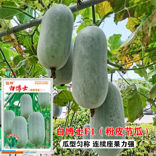 早熟粉皮小冬瓜种子苗秧粉皮节瓜种子迷你白皮东瓜籽种春秋季瓜果