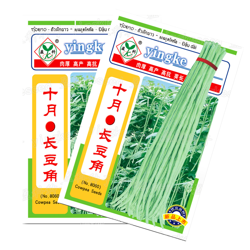 十月长豆角种籽油白青长豆角