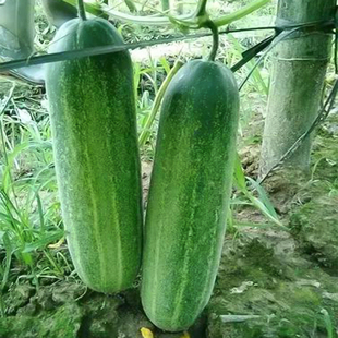 大青瓜种籽吊瓜种子花青黄瓜种子高产青瓜阳台盆栽四季蔬菜种孑籽