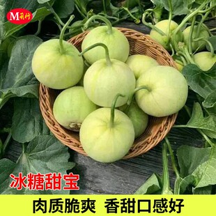 冰糖甜宝甜瓜秧苗高糖香瓜苗种子春季水果苗阳台盆栽超甜甜瓜种籽