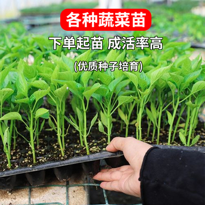 蔬菜苗广东菜苗南瓜秧西瓜秧苗甜麦菜苗春季南方阳台盆栽大田庭院