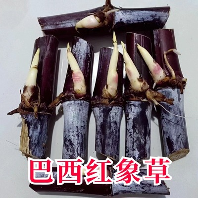 紫色红象草种节多年生四季牧草