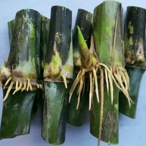 高产耐寒皇竹草种节多年生牧草