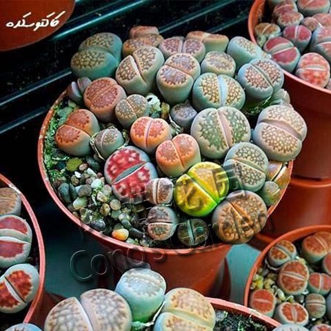 多色混合种子南非进口屁股花