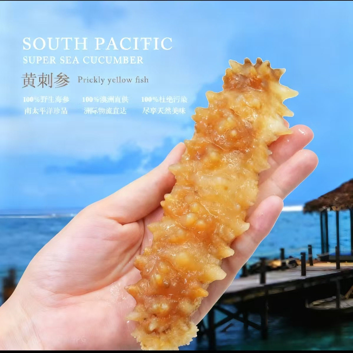 印尼野生海参纯净水涨发绿色健康