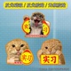 猫咪meme实习贴搞笑车贴耄耋哈基米创意装 饰贴纸磁吸反光车贴