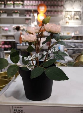 盆栽植物粉红色玫瑰