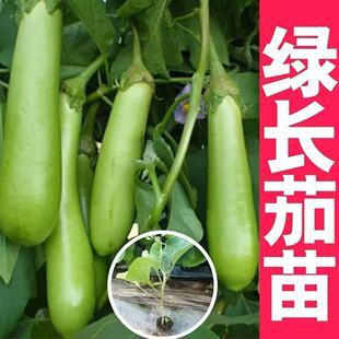 新鲜绿长茄子秧苗带土发货青皮绿色糯米茄子高产抗病种子四季种植