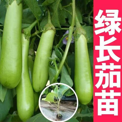 新鲜绿长茄子秧苗带土发货青皮绿色糯米茄子高产抗病种子四季种植