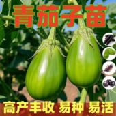绿罐青茄子苗绿圆茄子苗带土青圆茄幼苗高产西安绿茄苗长茄苗易活