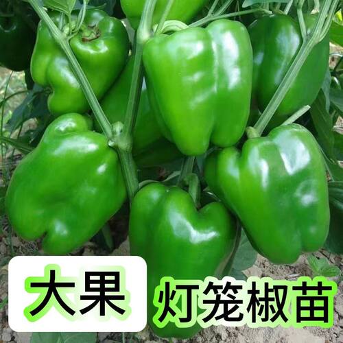 留香园四季大果灯笼椒苗