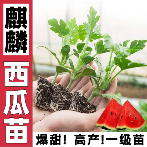 超甜8424西瓜苗秧苗冰糖麒麟西瓜