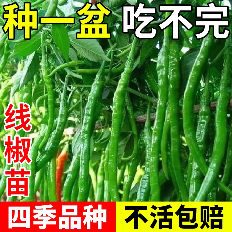 超长线椒四季香辣线椒特长薄皮高产早熟辣椒苗带土超辣辣椒秧苗种