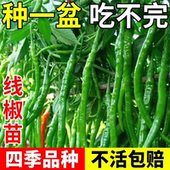 超长线椒四季 香辣线椒特长薄皮高产早熟辣椒苗带土超辣辣椒秧苗种