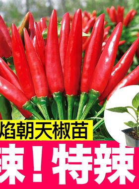 特辣朝天椒苗秧带土球春秋四季簇生红色小米辣种子籽盆栽阳台庭院