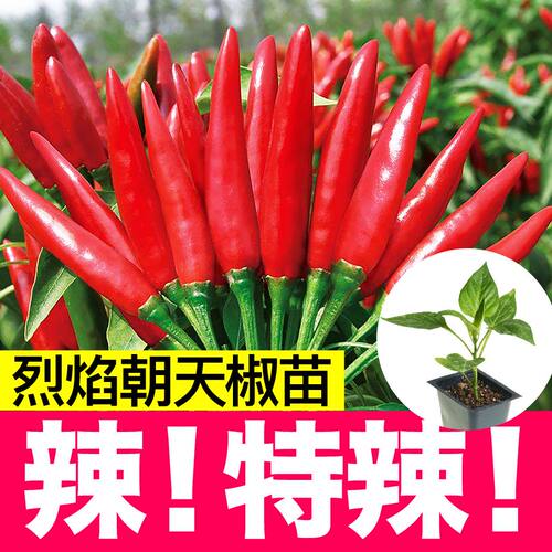 特辣朝天椒苗秧带土球春秋四季簇生红色小米辣种子籽盆栽阳台庭院