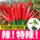 特辣朝天椒苗秧带土球春秋四季 簇生红色小米辣种子籽盆栽阳台庭院