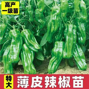 薄皮椒苗秧苗辣椒苗微辣大果薄皮椒苗当季懒人盆栽地栽蔬菜苗带土