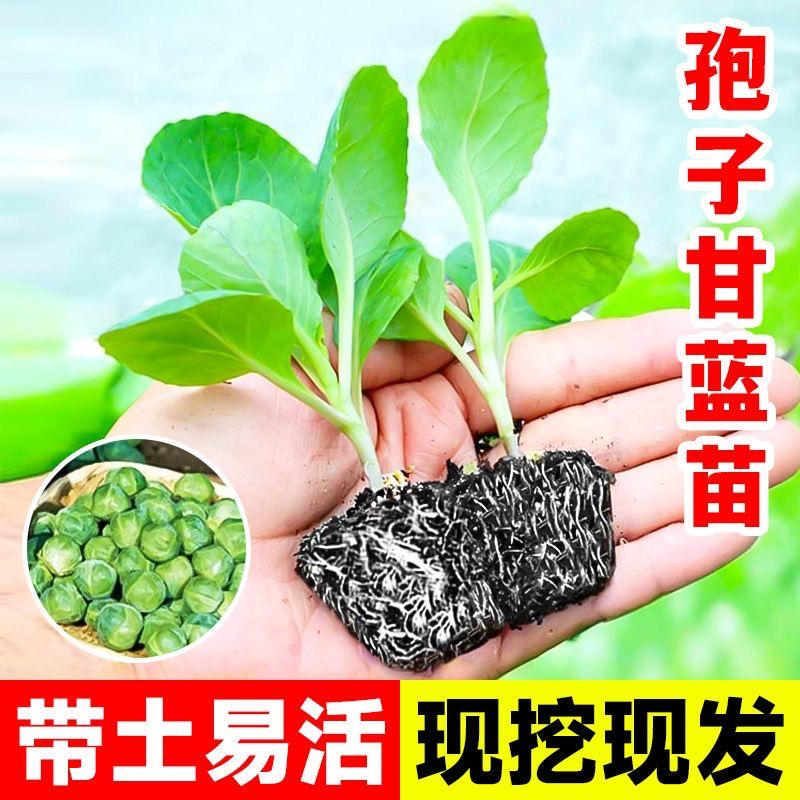 【基地直发】孢子甘蓝种苗孢子甘蓝苗蔬菜种籽紫子持小包菜卷心菜