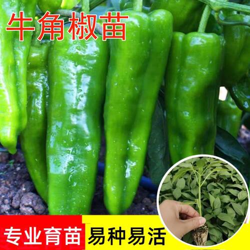 留香园特大微辣高产辣椒苗