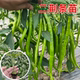 又长又辣四川二荆条椒苗秧带土球高产线椒杭椒螺丝椒辣椒冬季 播种
