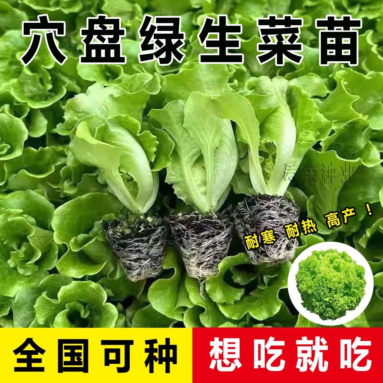 生菜苗秧苗意大利生菜幼苗春秋冬季均可种植耐寒耐热阳台盆栽菜苗,农用物资,蔬菜种子/种苗,淘宝优惠券,粉丝福利购,淘宝优惠卷