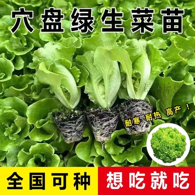 生菜苗秧苗意大利生菜幼苗春秋冬季均可种植耐寒耐热阳台盆栽菜苗