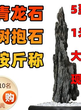 【树抱石】直纹瘦长倒悬深沟纹路造景水陆缸附树石英德石酸洗山峰