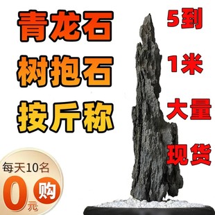 【树抱石】直纹瘦长倒悬深沟纹路造景水陆缸附树石英德石酸洗山峰