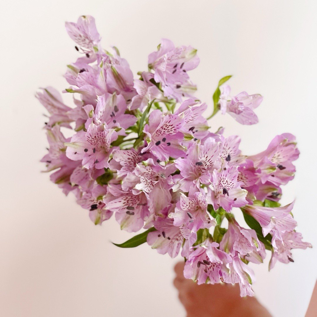 【云花甄选】进口粉色浅紫色水仙鲜切花家庭花瓶水养云南直发送花,鲜花速递/花卉仿真/绿植园艺,花材,淘宝优惠券,粉丝福利购,淘宝优惠卷