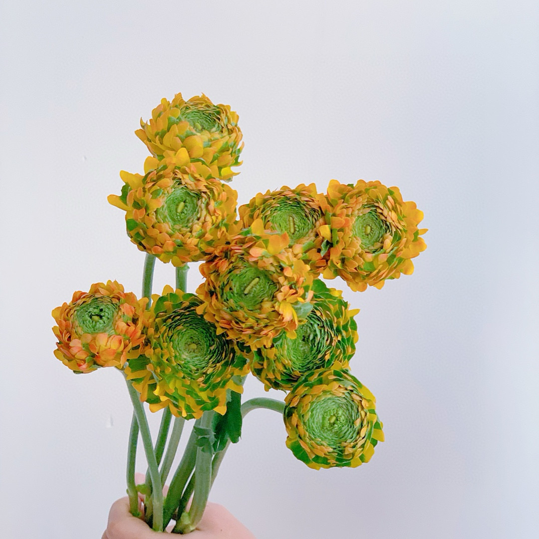 【云花甄选】黄色幸运锦鲤洋牡丹家居装饰客厅水养瓶插真鲜花空运