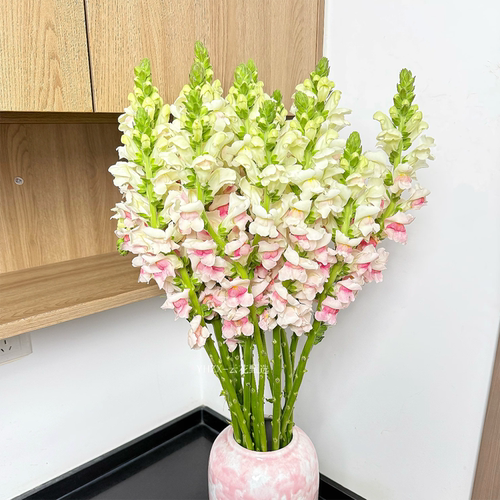 【云花甄选】金鱼草兔葵花真鲜花家居插花水养云南基地直发花苞多