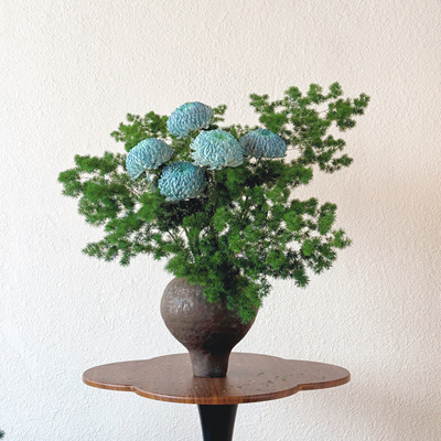 【云花甄选】碧蓝色牡丹菊稀有色鲜切花云南基地直发水养鲜花空运