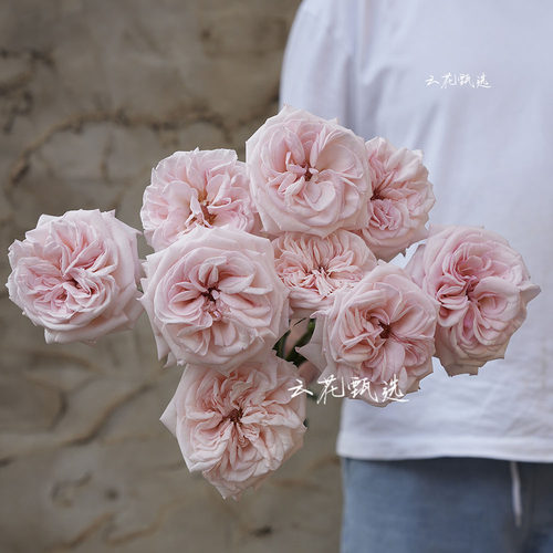 【云花甄选】超美粉荔枝玫瑰有香味鲜花家居插花水养云南直发顺丰