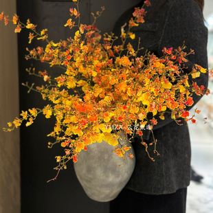 【云花甄选】多芬橙色跳舞兰真的鲜切花橙心如意多芬品质优秀橘色