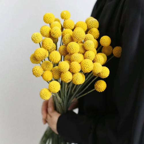 【云花甄选】黄金球鲜切枝花果实类鲜花造型插花野趣灵动可做干花