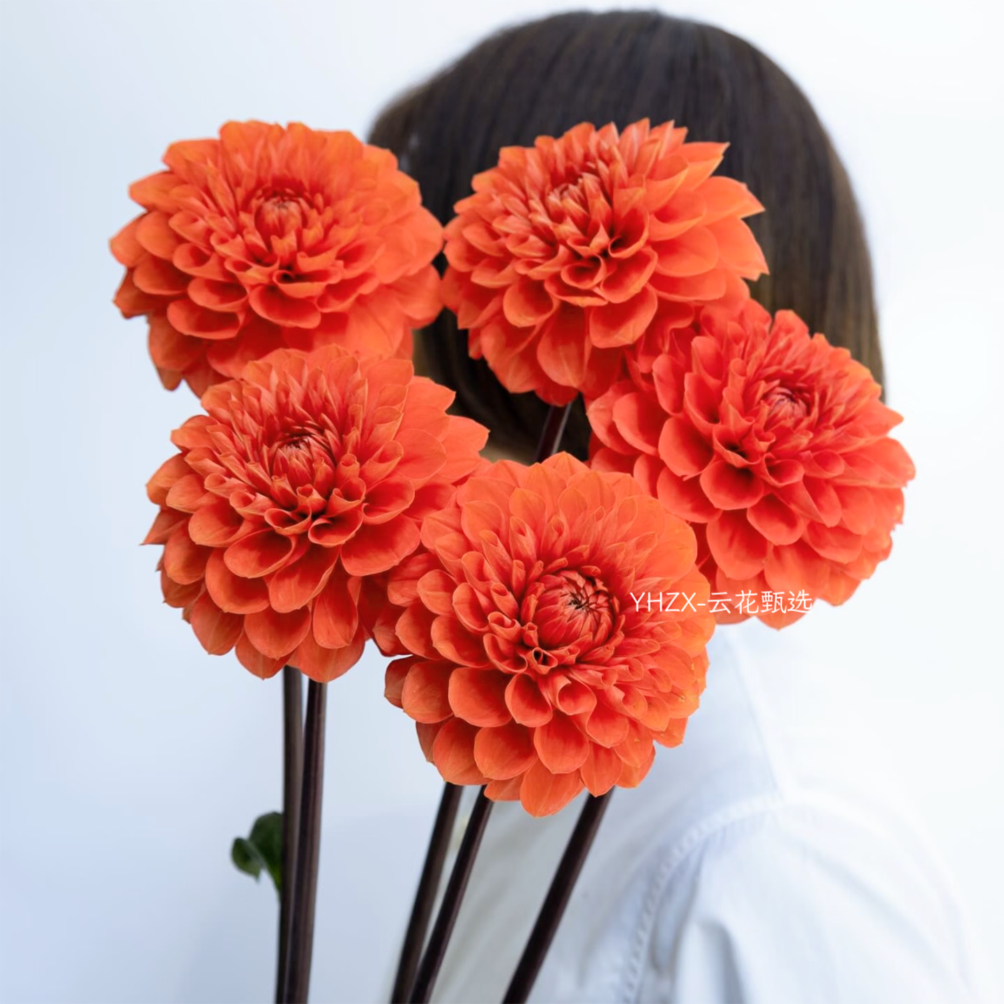 【云花甄选】橙色大丽花小包子花型真的鲜花客厅餐桌卧室装饰空运,鲜花速递/花卉仿真/绿植园艺,花材,淘宝优惠券,粉丝福利购,淘宝优惠卷