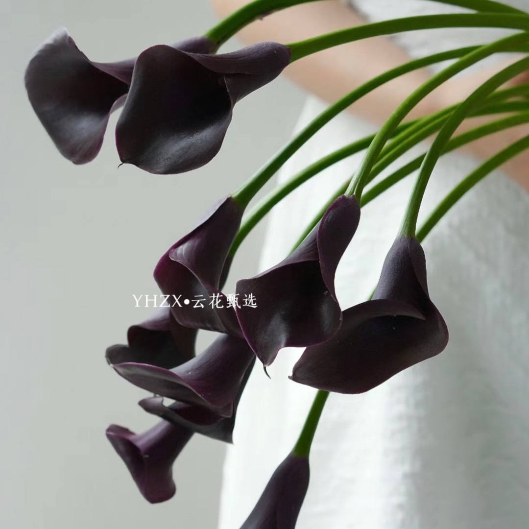 【云花甄选】黑色马蹄莲鲜花云南直发插花真花手捧花束海芋花鲜切