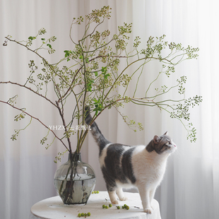 【云花甄选】禅意绿色山归来可做干花家庭水养花插花花期长鲜切花