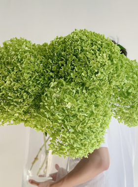 【云花甄选】安娜绣球白色绿色鲜切真花云南直发瓶插花观赏性空运