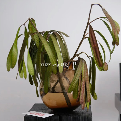 【云花甄选】银合欢扁豆荚鲜切枝室内绿植家居装饰水养造型观赏花