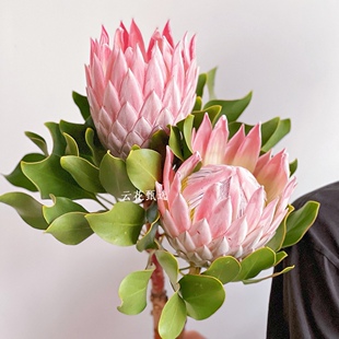 【云花甄选】南非帝王花公主花高级鲜花进口花材插花云南直发顺丰
