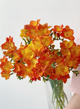 【云花甄选】橙色香雪兰有香味鲜切花云南直发家庭水养瓶插花顺丰